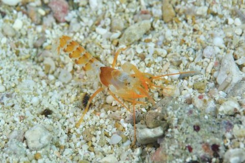 アナエビ科の1種