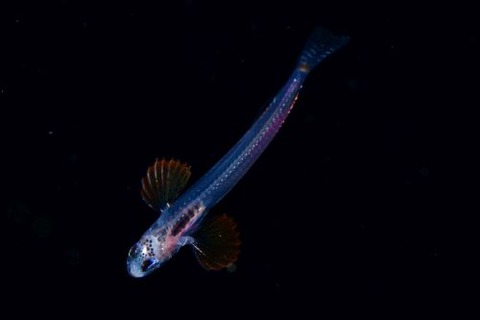 刺激的な水中生物