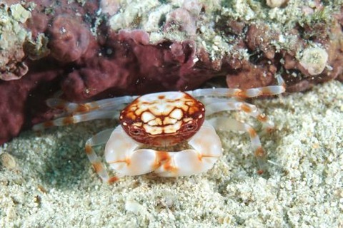 マルバガニ属の1種