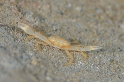 ワタリガニ科の1種