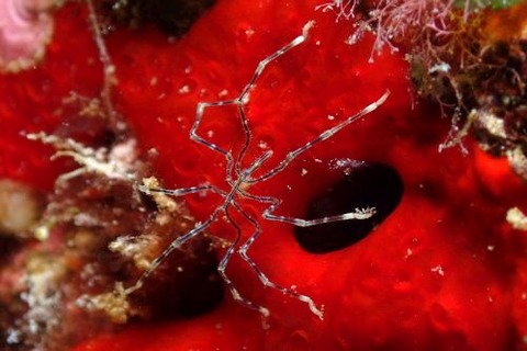 シースパイダー