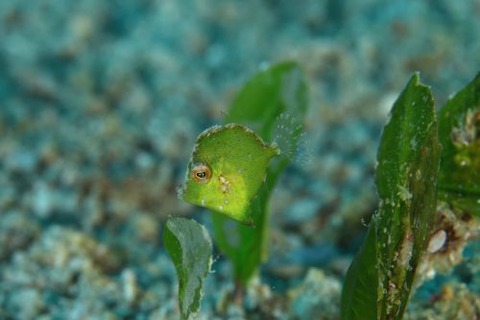 セダカカワハギ