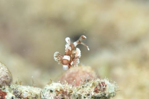 チョウチョウコショウダイ