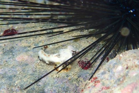 コウワンテグリ