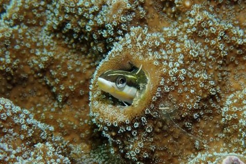 テンクロスジギンポ