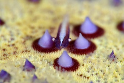 ヒトデヤドリエビ