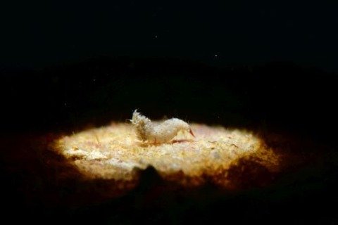 Thorella sp.