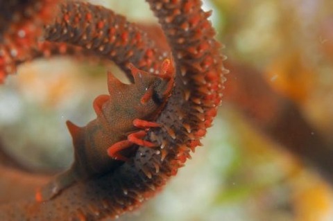 ビシャモンエビ