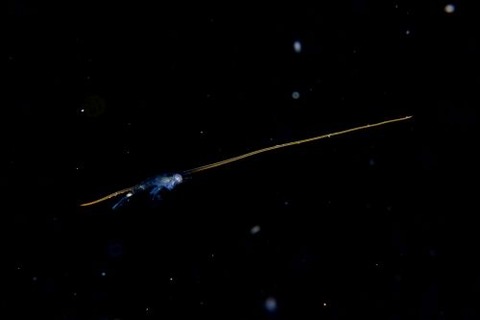 刺激的な水中生物