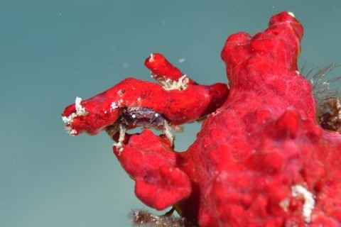 シカクイソカイカムリ