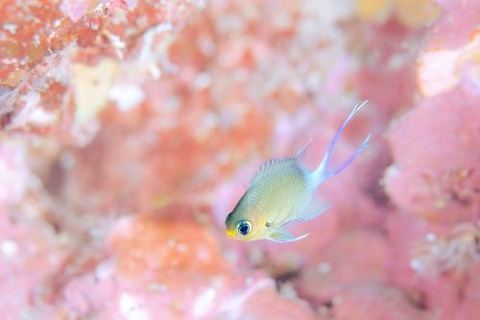 マルスズメダイ