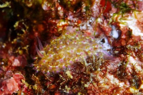 アカホシコヤナギウミウシ