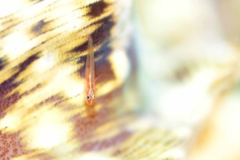 セボシウミタケハゼ