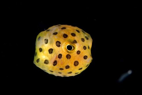 刺激的な水中生物