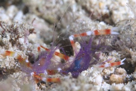 バイオレットボクサーシュリンプ