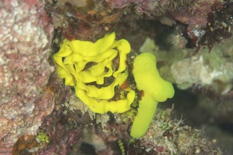 レモンウミウシ