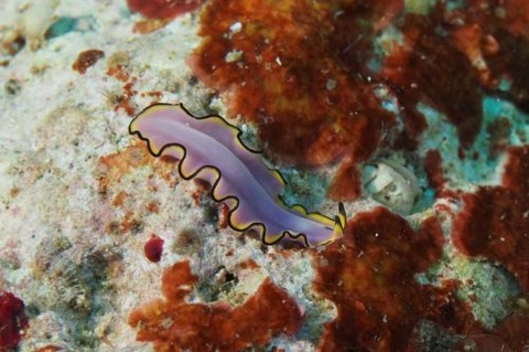 ヒラムシのなかま