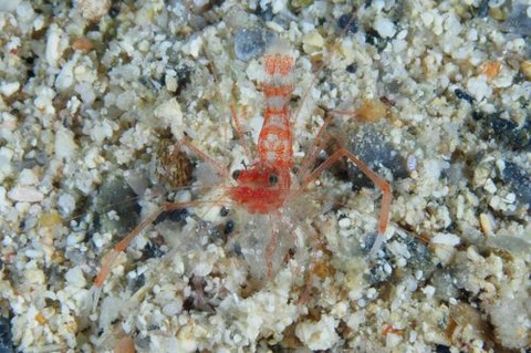 スベスベオトヒメエビ属の1種