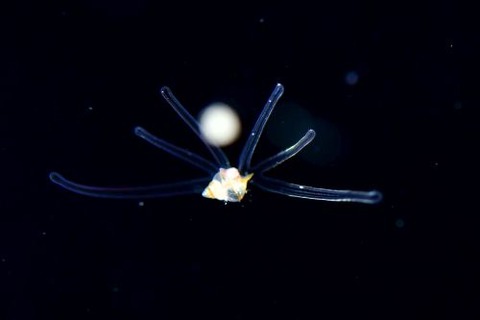 刺激的な水中生物