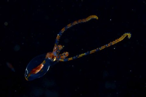 刺激的な水中生物