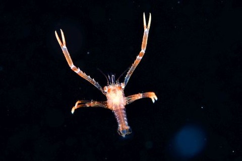 刺激的な水中生物