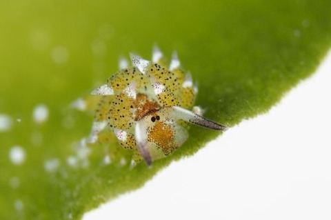 クサイロモウミウシ