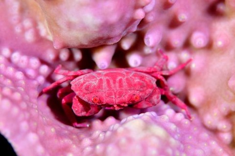 オウギガニ科の1種