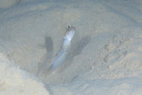 イトヒキハゼ属の1種