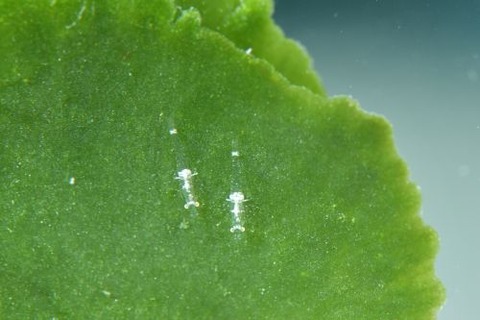 ヒラツノモエビ