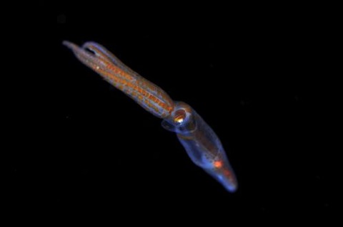 刺激的な水中生物