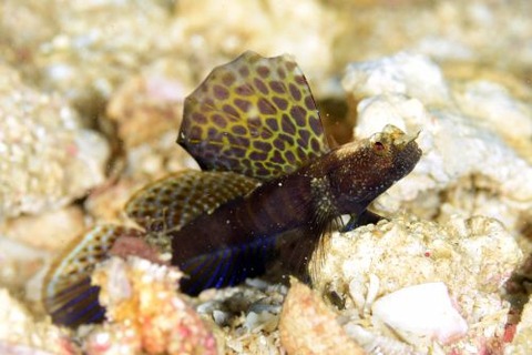 ホタテツノハゼ