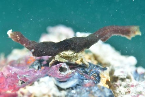 シカクイソカイカムリ