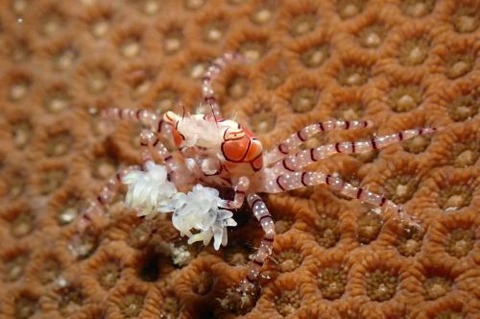 キンチャクガニ