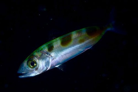 刺激的な水中生物