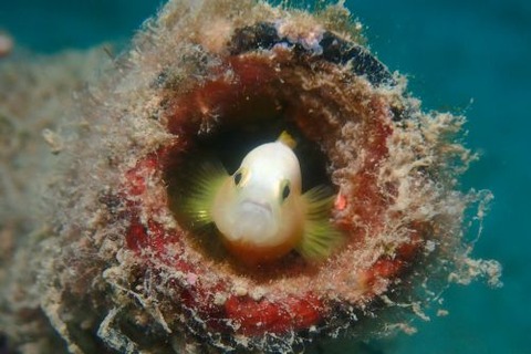 ナカモトイロワケハゼ