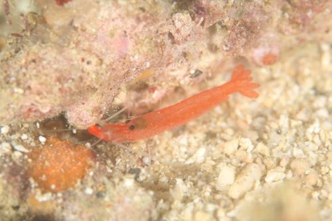 オガミテッポウエビ