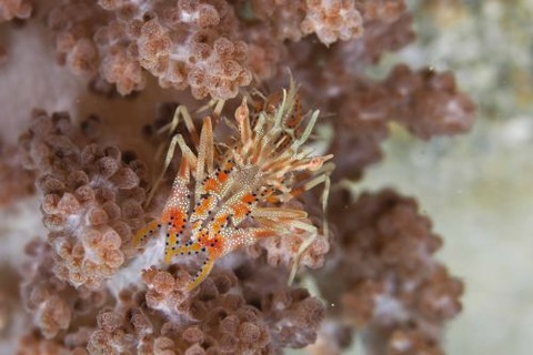 トゲツノメエビ