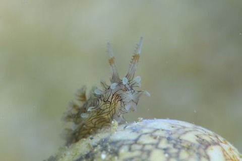 セスジイバラウミウシ