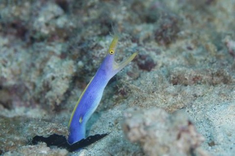 ハナヒゲウツボ