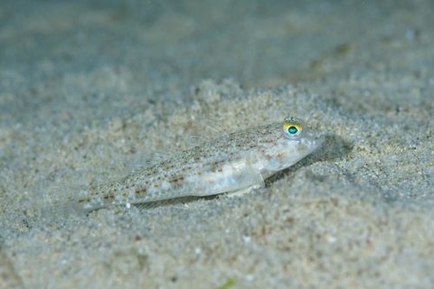 トンガリハゼ属の1種