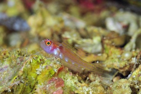 カタボシニシキベニハゼ