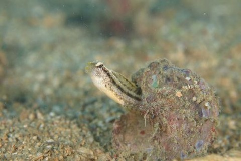 カザハナニジギンポ