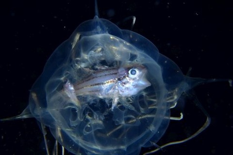 刺激的な水中生物