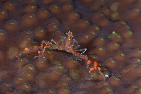 クモガニ属の1種