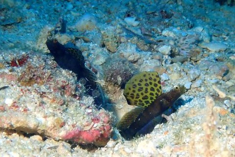 ホタテツノハゼ