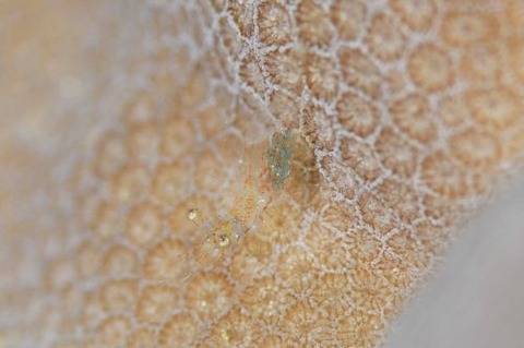 フジノサンゴヤドリエビ