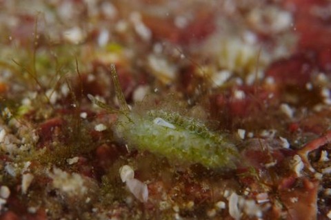 ミドリアマモウミウシ