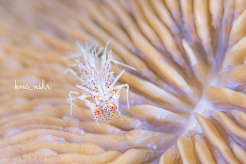 トゲツノメエビ