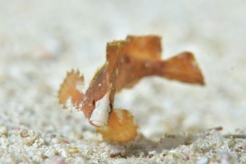 ツマジロオコゼ