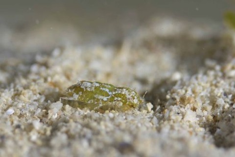 コツブムシのなかま